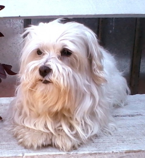 Este es mi gasparcito , el el muy regalon cariñoso se deja querer por todos .ademas muy celoso tambien , jugueton .
